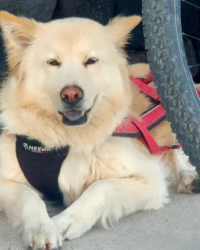 nala