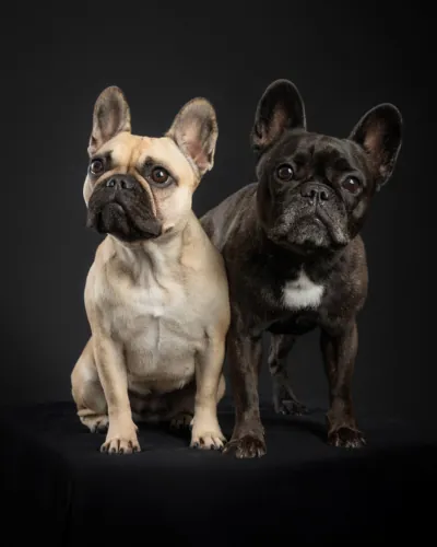 Alice & Miss Dog America