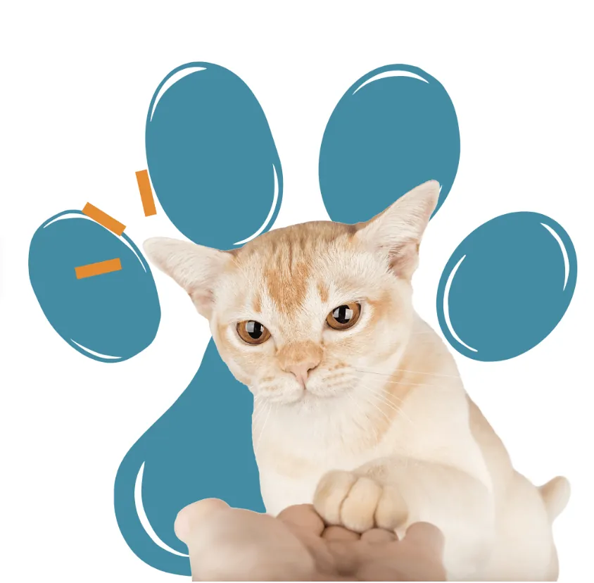 LaPETtegola – pet talent agency